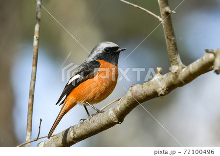 ジョウビタキ（オス） 72100496