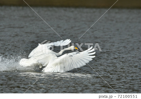 オオハクチョウ 72100551