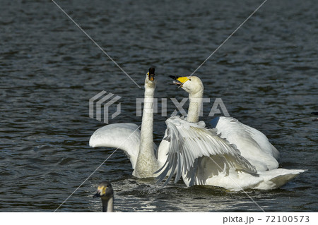 オオハクチョウ 72100573