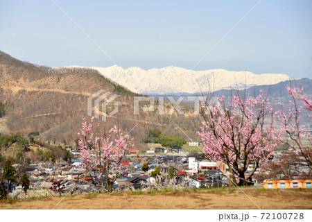 濃いピンク色のあんずの花と冠雪の北アルプス 72100728