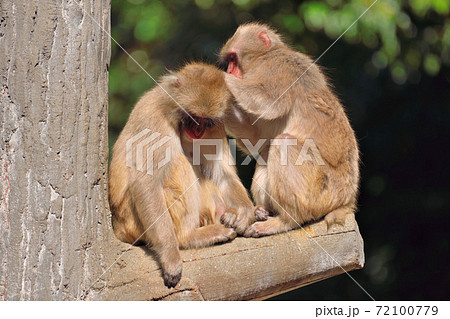 福岡市動物園「ニホンザル」 福岡市動物園「ニホンザル」 72100779