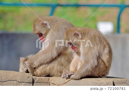 福岡市動物園「ニホンザル」 福岡市動物園「ニホンザル」 72100781