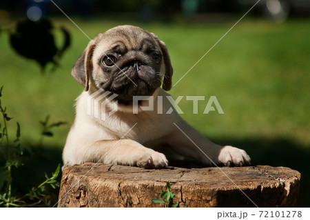 Little fawn puppy of a pug breed on a stump as if a student at a desk 72101278