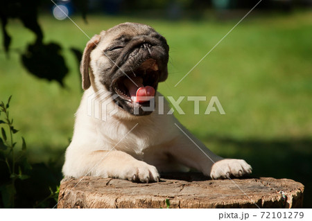 A small fawn puppy of a pug breed on a stump as if a student at a desk, sits and yawns 72101279