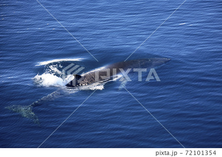 Fin Whale - Balaenoptera physalus - Antarctica Fin Whale - Balaenoptera physalus - Antarctica 72101354