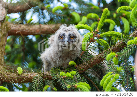 A small long-eared owl sits on a tree branch in the forest. A small long-eared owl sits on a tree branch in the forest. 72101420