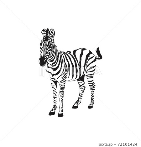 Graphical sketch zebra isolated on white background, vector illustration 72101424