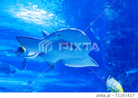 Shark ray ( latin name Rhina ancylostoma ) . Shark ray ( latin name Rhina ancylostoma ) . 72101427