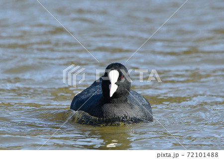 オオバン 72101488