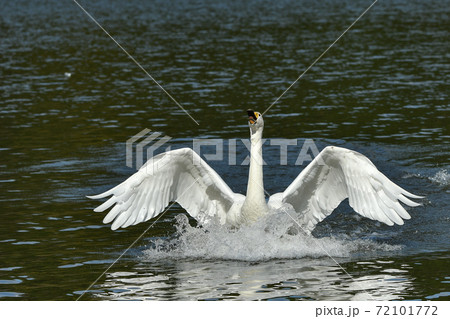オオハクチョウ 72101772