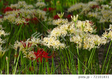 祖光院の白い彼岸花（千葉県松戸市） 72101831