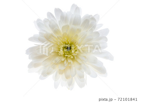 white chrysanthemum isolated white chrysanthemum isolated 72101841