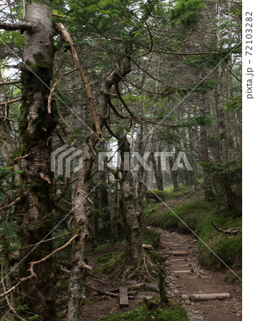 静岡静岡市の日本百名山(光岳/聖岳)の聖平小屋につづく登山道 静岡静岡市の日本百名山(光岳/聖岳)の聖平小屋につづく登山道 72103282