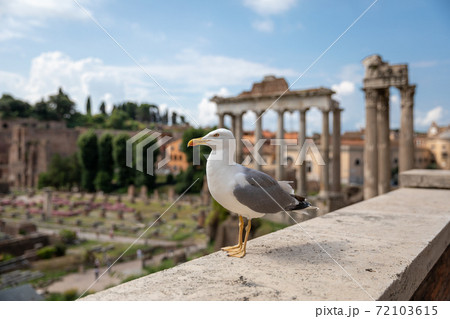 Mediterranean gull seating on stones of Roman forum in Rome, Italy 72103615