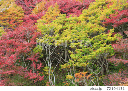 神戸市立森林植物園 紅葉の写真素材