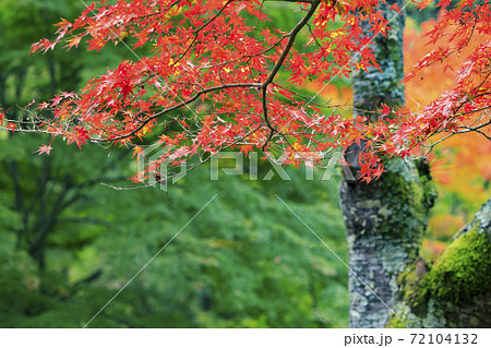 神戸市立森林植物園 紅葉の写真素材