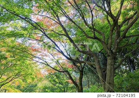 神戸市立森林植物園 紅葉の写真素材