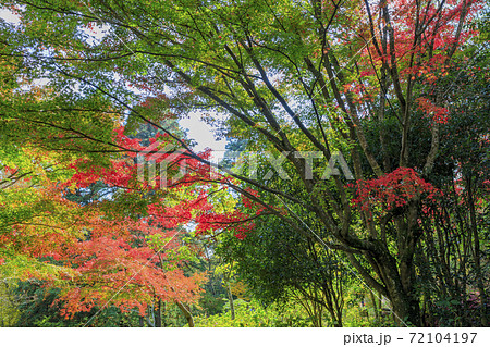 神戸市立森林植物園 紅葉の写真素材