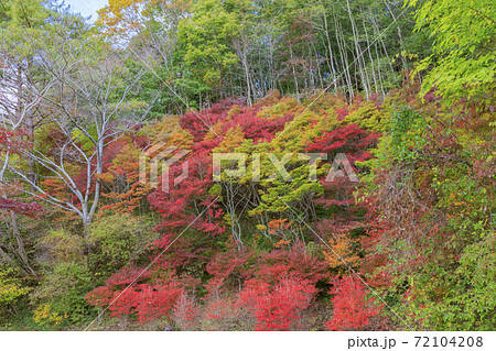 神戸市立森林植物園 紅葉の写真素材