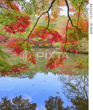 神戸市立森林植物園 紅葉の写真素材