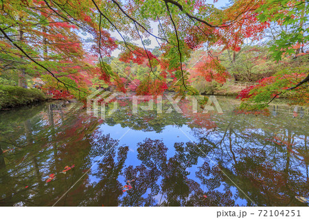 神戸市立森林植物園 紅葉の写真素材