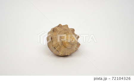 Sea shell on white background 72104326