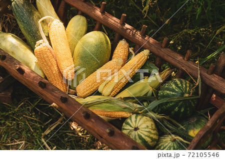 Harvest festival with a wooden manger with gifts from the fields of corn, watermelon, zucchini standing decoration in the garden near the house Harvest festival with a wooden manger with gifts from the fields of corn, watermelon, zucchini standing decoration in the garden near the house 72105546