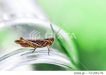 a grasshopper on a green grass background close. a grasshopper sits on a glass jar . 72106176