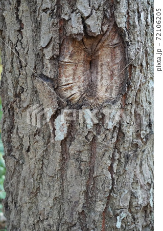 枝の痕跡がある樹皮のテクスチャの写真素材