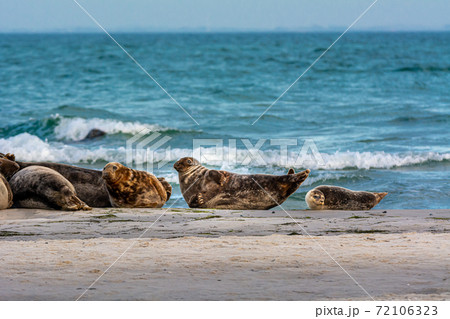 A harbor seal colony resting on a sandbank near the ocean. Picture from Falsterbo in Scania, Sweden 72106323
