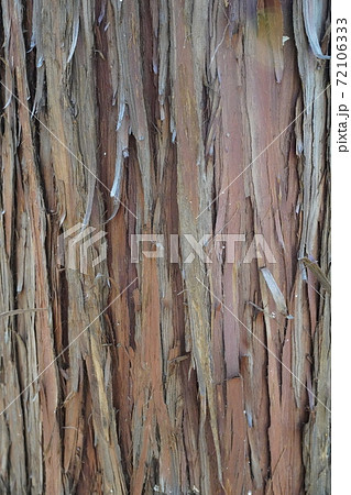 樹皮がめくれている樹の表面のテクスチャの写真素材