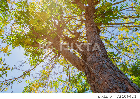 trunk of tree ratchapruek and flower yellow  72106421