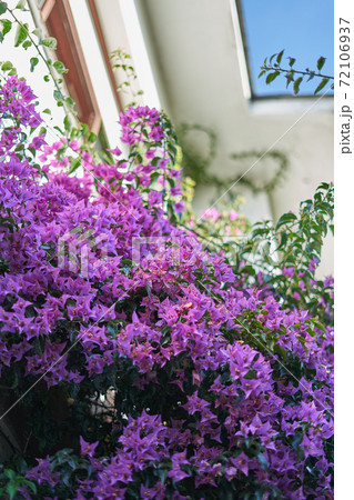 Purple group of flowers (dicotyledoneae) 72106937