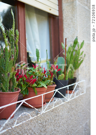 Group of plants on flower pots decorating an exterior window Group of plants on flower pots decorating an exterior window 72106938