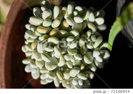 Mexican plant (Pachyphytum Oviferum) on a flower pot 72106954