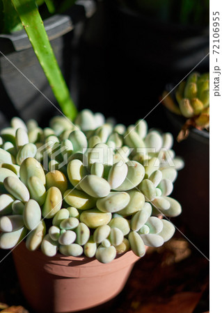 Mexican plant (Pachyphytum Oviferum) on a flower pot 72106955