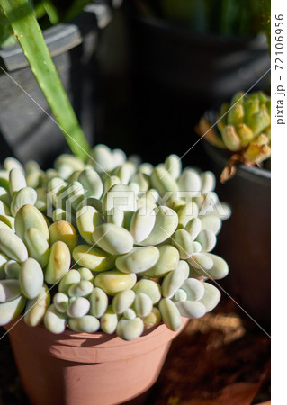Mexican plant (Pachyphytum Oviferum) on a flower pot Mexican plant (Pachyphytum Oviferum) on a flower pot 72106956