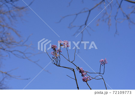 Purple Beautyberry 72109773