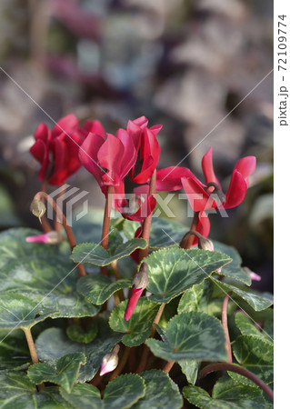 Persian cyclamen Persian cyclamen 72109774