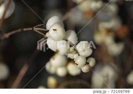 Snowberry Magical Sweet 72109799
