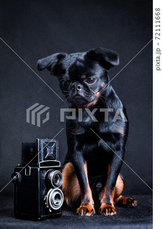 A black and tan black dog of the Piti Brabancon breed sits next to the camera 72111668