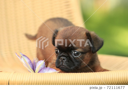 Little red-haired puppy pti brabancon plays with a flower Little red-haired puppy pti brabancon plays with a flower 72111677