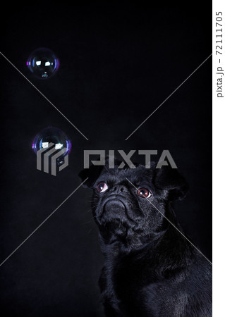 Black dog of the breed Piti Brabancon on a black background and soap bubbles-thoughts Black dog of the breed Piti Brabancon on a black background and soap bubbles-thoughts 72111705