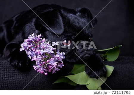 Portrait of a black dog of the Piti Brabancon breed on a black background with lilacs 72111706