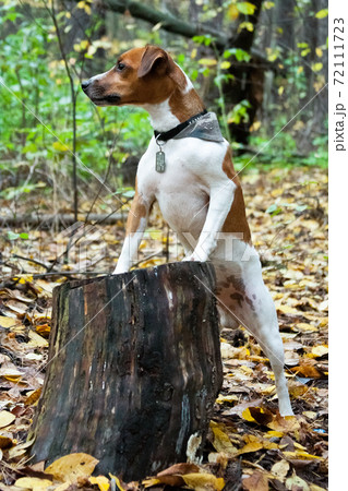 Parson Russell Terrier dog standing in the forest, leaning on a stump Parson Russell Terrier dog standing in the forest, leaning on a stump 72111723