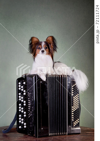 Papillon dog lies on a large accordion on a table Papillon dog lies on a large accordion on a table 72111724
