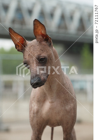 Portrait of a dog breed Peruvian Hairless Dog (Inca Peruvian Orchid, Inca Hairless Dog, Virigo, Calato, Mexican Hairless Dog) 72111767