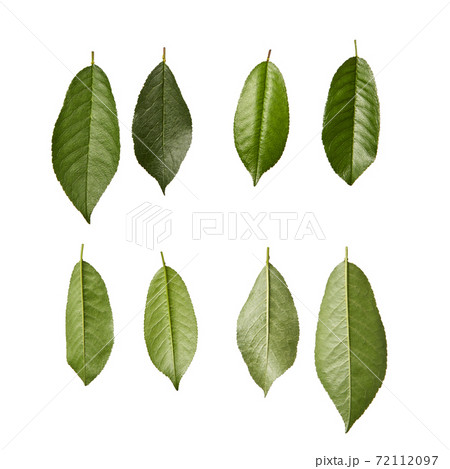 Cherry fresh natural organic green leaves pattern on a white background. Cherry fresh natural organic green leaves pattern on a white background. 72112097