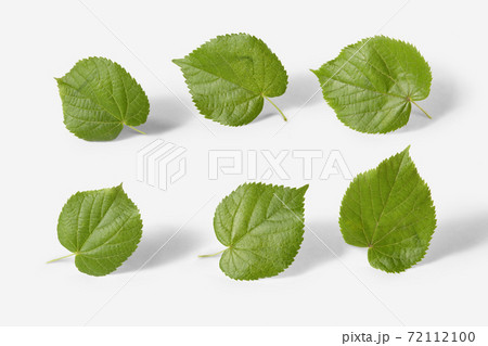 Natural set from fresh organic textured leaves of linden tree on a white background. 72112100