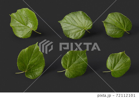 Plant pattern from fresh natural green tilia leaves on a black background. 72112101